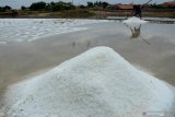 Petani panen garam perdana pada musim olah tahun ini di lahan garam Desa Bunder, Pamekasan, Jawa Timur, Jumat (14/6/2019). Pada awal musim, produksi garam berkisar 1.5 ton sekali panen dari luas lahan sekitar 1.500 meter persegi dan akan meningkat hingga tujuh ton saat memasuki pertengahan musim. Antara Jatim/Saiful Bahri/zk