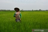 Petani menebar pupuk di areal persawahan Desa Senden, Kecamatan Peterongan, Jombang, Jawa Timur, Jumat (14/6/2019). PT Pupuk Indonesia (Persero), melalui anak-anak usahanya, hingga April 2019 telah menyalurkan pupuk bersubsidi jenis urea, SP-36, ZA, NPK, dan pupuk organik, sebesar 2,86 juta ton. Total penyaluran pupuk tersebut mencapai 91 persen dari alokasi untuk periode Januari-April 2019 sebesar 3,1 juta ton. Antara Jatim/Syaiful Arif/zk