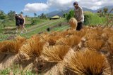 Wisatawan mancanegara menyaksikan petani menjemur padi saat musim panen raya di Desa Jatiluwih, Tabanan, Bali, Sabtu (15/6/2019). Petani di kawasan pertanian yang telah ditetapkan sebagai warisan budaya oleh UNESCO tersebut saat ini berupaya mempertahankan eksistensi Subak beserta budaya pertaniannya untuk bisa menopang pariwisata di daerah itu. ANTARA FOTO/Nyoman Hendra Wibowo/nym