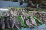 Pedagang menunggui ikan laut jualannya yang didatangkan dari Probolinggo dan Lumajang di Pasar Besar, Malang, Jawa Timur, Sabtu (15/6/2019). Kurangnya pasokan ikan laut dalam beberapa terakhir akibat gelombang tinggi membuat pedagang ikan setempat terpaksa mendatangkan ikan laut dari luar kota. Antara Jatim/Ari Bowo Sucipto/zk.