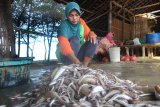 Warga menyiapkan ikan untuk dibelah di pantai Tanjung, Pamekasan, Jawa Timur, Sabtu (15/6/2019). Lebih dari sepekan produksi ikan di daerah itu turun dari biasanya 500 kg - 1.000 kg per hari per nelayan  menjadi sekitar 50 kg hingga 75 kg karena sejumlah nelayan belum melaut sejak H-3 Ramadhan 1440 lalu. Antara Jatim/Saiful Bahri/zk.