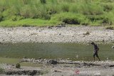 Warga beraktivitas di Sungai Cilutung yang mengering di Majalengka, Jawa Barat, Sabtu (15/6/2019). Debit air Sungai Cilutung berkurang hingga 95 persen sejak sebulan terakhir seiring memasuki musim kemarau. ANTARA JABAR/Dedhez Anggara/agr