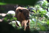 Anak bison dari Eropa (Bison bonasus) bernama Cleo berada di penangkaran satwa Taman Safari Prigen, Pasuruan, Jawa Timur, Senin (17/6/2019). Anak bison dari Eropa bernama Cleo yang lahir pada 29 Maret 2019 tersebut menambah koleksi satwa bison Eropa di Taman Safari Prigen menjadi 11 ekor. Antara Jatim/Moch Asim/zk.