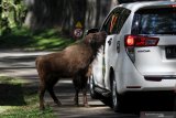 Pengunjung memberi makan anak bison dari Amerika (Bison bison) bernama Tiras di Taman Safari Prigen, Pasuruan, Jawa Timur, Senin (17/6/2019). Anak bison dari Amerika bernama Tiras yang lahir pada 11 Januari 2019 tersebut menambah koleksi satwa bison Amerika di Taman Safari Prigen menjadi 6 ekor. Antara Jatim/Moch Asim/zk.