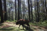 Anak bison dari Amerika (Bison bison) bernama Tiras berjalan di penangkaran satwa di Taman Safari Prigen, Pasuruan, Jawa Timur, Senin (17/6/2019). Anak bison dari Amerika bernama Tiras yang lahir pada 11 Januari 2019 tersebut menambah koleksi satwa bison Amerika di Taman Safari Prigen menjadi 6 ekor. Antara Jatim/Moch Asim/zk.