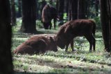 Anak bison dari Eropa (Bison bonasus) bernama Cleo (kiri) dan Thomas (kanan) beradu kepala di Taman Safari Prigen, Pasuruan, Jawa Timur, Senin (17/6/2019). Anak bison dari Eropa bernama Cleo yang lahir pada 29 Maret 2019 dan Thomas yang lahir pada 11 April 2019 tersebut menambah koleksi satwa bison Eropa di Taman Safari Prigen menjadi 11 ekor. Antara Jatim/Moch Asim/zk.