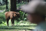Petugas mengawasi anak bison dari Eropa (Bison bonasus) bernama Thomas di Taman Safari Prigen, Pasuruan, Jawa Timur, Senin (17/6/2019). Anak bison dari Eropa bernama Thomas yang lahir pada 11 April 2019 tersebut menambah koleksi satwa bison Eropa di Taman Safari Prigen menjadi 11 ekor. Antara Jatim/Moch Asim/zk.