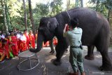 Pelajar SD Negeri 1 Jatirejo menyaksikan cara merawat gajah saat Pekan Edukasi Konservasi di kandang gajah Taman Safari Prigen, Pasuruan, Jawa Timur, Senin (17/6/2019). Pekan Edukasi Konservasi yang diikuti sekitar 500 pelajar tersebut merupakan program CSR bidang pendidikan yang bertujuan untuk mengenalkan prilaku gajah dan cara merawatnya berdasarkan prinsip 