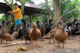 Peternak berada di dalam kandang bebek miliknya di Desa Alue Papeun, Kecamatan Tanah Jamboe Aye, Aceh Utara, Aceh, Minggu (16/6/2019). Bebek pedaging tersebut dijual Rp30.000 per ekor. (Antara Aceh/Syifa Yulinnas)