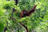 Orangutan Sumatra (Pongo abelli) yang dilepasliarkan kembali kehabitatnya oleh Yayasan Ekosisem Leuser (YEL) dan Balai Konservasi Sumber Daya Alam (BKSDA) Aceh di kawasan hutan reintroduksi cagar Alam Jantho, Aceh Besar, Selasa (18/06/2019). Sejak 2011 hingga 2019 YEL dan BKSDA Aceh telah melepasliar 121 orangutan di kawasan hutan cagar alam Jantho. (Antara Aceh / Irwansyah Putra)