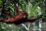 Orangutan Sumatra (Pongo abelli) yang dilepasliarkan kembali kehabitatnya oleh Yayasan Ekosisem Leuser (YEL) dan Balai Konservasi Sumber Daya Alam (BKSDA) Aceh di kawasan hutan reintroduksi cagar Alam Jantho, Aceh Besar, Selasa (18/06/2019). Sejak 2011 hingga 2019 YEL dan BKSDA Aceh telah melepasliar 121 orangutan di kawasan hutan cagar alam Jantho. (Antara Aceh / Irwansyah Putra)