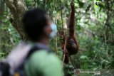 Orangutan Sumatra (Pongo abelli) dilatih bergantungan di pohon oleh petugas Yayasan Ekosisem Leuser (YEL) sebeum dilepasliarkan di forest school (sekolah hutan) cagar Alam Jantho, Aceh Besar,  Selasa (18/06/2019). Sejak 2011 hingga 2019 YEL dan BKSDA Aceh telah melepasliar 121 orangutan di kawasan hutan cagar alam Jantho. (Antara Aceh / Irwansyah Putra)