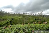 Pekerja memetik teh di Perkebunan Teh Kampung Taraju, Kabupaten Tasikmalaya, Jawa Barat, Rabu (19/6/2019). Berdasarkan data dari Kementerian Pertanian, lahan perkebunan teh di Jawa Barat pada tahun 2018 seluas 84.316 hektar, atau berkurang 6,3 persen dibandingkan tahun 2014 seluas 89.978 hektar karena beralih fungsinya sebagian perkebunan teh rakyat menjadi perkebunan cabai dan kawasan wisata alam. ANTARA JABAR/Adeng Bustomi/agr