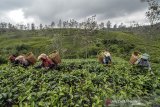 Pekerja memetik teh di Perkebunan Teh Kampung Taraju, Kabupaten Tasikmalaya, Jawa Barat, Rabu (19/6/2019). Berdasarkan data dari Kementerian Pertanian, lahan perkebunan teh di Jawa Barat pada tahun 2018 seluas 84.316 hektar, atau berkurang 6,3 persen dibandingkan tahun 2014 seluas 89.978 hektar karena beralih fungsinya sebagian perkebunan teh rakyat menjadi perkebunan cabai dan kawasan wisata alam. ANTARA JABAR/Adeng Bustomi/agr