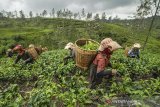 Pekerja memetik teh di Perkebunan Teh Kampung Taraju, Kabupaten Tasikmalaya, Jawa Barat, Rabu (19/6/2019). Berdasarkan data dari Kementerian Pertanian, lahan perkebunan teh di Jawa Barat pada tahun 2018 seluas 84.316 hektar, atau berkurang 6,3 persen dibandingkan tahun 2014 seluas 89.978 hektar karena beralih fungsinya sebagian perkebunan teh rakyat menjadi perkebunan cabai dan kawasan wisata alam. ANTARA JABAR/Adeng Bustomi/agr