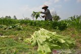 Karni (60) memanen sayur sawi di areal persawahan Desa Tugusumberjo, Kecamatan Peterongan, Jombang, Jawa Timur, Rabu (19/6/2019). Harga sayur sawi hasil panen ditingkat petani turun dari sebelumnya Rp8 ribu-10 ribu per kg menjadi Rp2.500 per kilogramnya, karena stok di tengkulak serta pasar tradisional cukup melimpah. Antara Jatim/Syaiful Arif/zk.