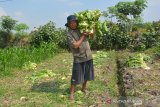Mat Salim (73) memanen sayur sawi di areal persawahan Desa Tugusumberjo, Kecamatan Peterongan, Jombang, Jawa Timur, Rabu (19/6/2019). Harga sayur sawi hasil panen ditingkat petani turun dari sebelumnya Rp8 ribu-10 ribu per kg menjadi Rp2.500 per kilogramnya, karena stok di tengkulak serta pasar tradisional cukup melimpah. Antara Jatim/Syaiful Arif/zk.