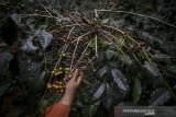 Petani memanen kopi arabika di Desa Mekarmanik, Kabupaten Bandung, Jawa Barat, Kamis (20/6/2019). Gabungan Asosiasi Eksportir Kopi Indonesia (GAEKI) memperkirakan produksi kopi pada 2019 akan meningkat mulai lima hingga 10 persen atau sekitar 708.367 ton dibandingkan pada 2018 yang mencapai 674.636 ton. ANTARA JABAR/Raisan Al Farisi/agr