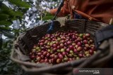 Petani memanen kopi arabika di Desa Mekarmanik, Kabupaten Bandung, Jawa Barat, Kamis (20/6/2019). Gabungan Asosiasi Eksportir Kopi Indonesia (GAEKI) memperkirakan produksi kopi pada 2019 akan meningkat mulai lima hingga 10 persen atau sekitar 708.367 ton dibandingkan pada 2018 yang mencapai 674.636 ton. ANTARA JABAR/Raisan Al Farisi/agr