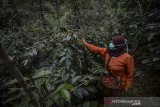 Petani memanen kopi arabika di Desa Mekarmanik, Kabupaten Bandung, Jawa Barat, Kamis (20/6/2019). Gabungan Asosiasi Eksportir Kopi Indonesia (GAEKI) memperkirakan produksi kopi pada 2019 akan meningkat mulai lima hingga 10 persen atau sekitar 708.367 ton dibandingkan pada 2018 yang mencapai 674.636 ton. ANTARA JABAR/Raisan Al Farisi/agr
