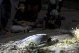 Pengunjung mengamati penyu hijau (cbelonia mydas) yang sedang bertelur di Pantai Sukamade, Taman Nasional Merubetiri, Banyuwangi, Jawa Timur, Senin (17/6/2019)malam. Pantai Sukamade yang masuk dalam kawasan Taman nasional Merubetiri tersebut, menjadi salahsatu habitat penyu untuk bertelur terutama jemis penyu hijau dan penyu lekang. Antara Jatim/Budi Candra Setya/zk