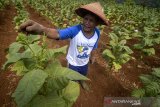 Petani melakukan perawatan daun tembakau di Desa Cikeuyeup Hilir, Kabupaten Sumedang, Jawa Barat, Kamis (20/6/2019). Asosiasi Petani Tembakau Indonesia (APTI) memperkirakan pada 2019 ini produksi tembakau dapat mencapai 180.000 ton atau turun 10 persen dibandingkan pada 2018 yang mencapai 200.000 ton. ANTARA JABAR/Raisan Al Farisi/agr