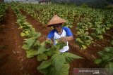 Petani melakukan perawatan daun tembakau di Desa Cikeuyeup Hilir, Kabupaten Sumedang, Jawa Barat, Kamis (20/6/2019). Asosiasi Petani Tembakau Indonesia (APTI) memperkirakan pada 2019 ini produksi tembakau dapat mencapai 180.000 ton atau turun 10 persen dibandingkan pada 2018 yang mencapai 200.000 ton. ANTARA JABAR/Raisan Al Farisi/agr