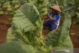 Petani melakukan perawatan daun tembakau di Desa Cikeuyeup Hilir, Kabupaten Sumedang, Jawa Barat, Kamis (20/6/2019). Asosiasi Petani Tembakau Indonesia (APTI) memperkirakan pada 2019 ini produksi tembakau dapat mencapai 180.000 ton atau turun 10 persen dibandingkan pada 2018 yang mencapai 200.000 ton. ANTARA JABAR/Raisan Al Farisi/agr