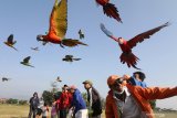 Penggemar burung 'free flight' menerbangkan burung Macaw (Ara macao) dan Sun conure (Aratinga solstitialis) di lapangan Semampir, Kota Kediri, Jawa Timur, Sabtu (22/6/2019). Latihan bersama menerbangkan burung paruh bengkok tersebut guna menjaga kondisi kebugaran burung sekaligus sebagai sarana silaturahmi antar anggota komunitas penggemar burung 'free flight'. Antara Jatim/Prasetia Fauzani/zk.