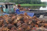 Indonesia kenalkan sawit berkelanjutan di Norwegia