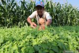  Petani memotong rumput yang tumbuh di antara bibit tanaman cabai di area persawahan Desa Semen, Kediri, Jawa Timur, Senin (24/6/2019). Sejumlah petani di wilayah tersebut mulai menanam cabai yang diharapkan akan memasuki masa panen menjelang Idul Adha saat harga jual cabai tinggi. Antara Jatim/Prasetia Fauzani/zk