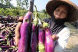 Turunkan kolesterol dengan konsumsi sayur-sayur ini