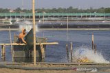 Pekerja memberi pakan udang vanamei di areal tambak desa Singaraja, Indramayu, Jawa Barat, Selasa (25/6/2019). Kementerian Kelautan dan Perikanan menyatakan nilai ekspor udang Indonesia triwulan pertama pada 2019 turun sebesar 17,12 persen menjadi 378,98 juta dolar AS dibanding triwulan tahun lalu sebesar 457,28 juta dolar AS. ANTARA JABAR/Dedhez Anggara/agr