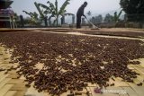 Petani mengeringkan biji cengkih yang telah dipanen di Desa Sindanglaya, Kabupaten Bandung,  Jawa Barat, Senin (24/6/2019). Petani menyatakan harga cengkih pada musim panen tahun ini turun sekitar 10 persen atau hanya dapat dijual Rp 70 ribu dibandingkan tahun lalu yang mencapai Rp 90 ribu per kilogram. ANTARA JABAR/Raisan Al Farisi/agr