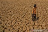 Ketua Kelompok Tani Mekar Jaya Cimanggu I Acep solihin, memperlihatkan tanaman padi yang berumur satu bulan mengering di Desa Sukamenak, Kabupaten Tasikmalaya, Jawa Barat, Senin (24/6/2019). Memasuki musim kemarau, luas lahan sawah Kelompok Tani Mekar Jaya Cimanggu mencapai 17  hektar mengering dan mereka berharap kepada Pemerintah setempat untuk memberikan bantuan sumur bor artesis karena pompa air yang diterima dari Pemerintah tidak digunakan akibat sumber mata air atau sungai anak Citanduy sudah kering sejak satu bulan terakhir. ANTARA JABAR/Adeng Bustomi/agr