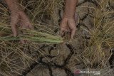 Ketua Kelompok Tani Mekar Jaya Cimanggu I Acep solihin, memperlihatkan tanaman padi yang berumur satu bulan mengering di Desa Sukamenak, Kabupaten Tasikmalaya, Jawa Barat, Senin (24/6/2019). Memasuki musim kemarau, luas lahan sawah Kelompok Tani Mekar Jaya Cimanggu mencapai 17  hektar mengering dan mereka berharap kepada Pemerintah setempat untuk memberikan bantuan sumur bor artesis karena pompa air yang diterima dari Pemerintah tidak digunakan akibat sumber mata air atau sungai anak Citanduy sudah kering sejak satu bulan terakhir. ANTARA JABAR/Adeng Bustomi/agr