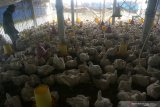  Peternak berjalan di dalam kandang ayam broiler jenis pedaging di Tulungagung, Jawa Timur, Rabu (26/6/2019). Penurunan drastis harga ayam broiler pedaging atau ayam potong selama dua pekan terakhir, dari normalnya pada kisaran Rp18 ribu - Rp21 ribu per kilogram menjadi Rp8 ribu telah memaksa peternak setempat untuk menjual murah ternaknya demi mencegah kerugian lebih besar karena biaya pemeliharaan terus membengkak. Antara Jatim/Destyan Sujarwoko/zk