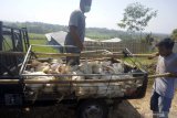 Pekerja menaikkan ayam broiler jenis pedaging di sentra peternakan di Tulungagung, Jawa Timur, Rabu (26/6/2019). Penurunan drastis harga ayam broiler pedaging atau ayam potong selama dua pekan terakhir, dari normalnya pada kisaran Rp18 ribu - Rp21 ribu per kilogram menjadi Rp8 ribu telah memaksa peternak setempat untuk menjual murah ternaknya demi mencegah kerugian lebih besar karena biaya pemeliharaan terus membengkak. Antara Jatim/Destyan Sujarwoko/zk