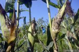 Petani memeriksa buah jagung yang rusak diserang hama tikus di sawah miliknya di Desa Tugu, Tulungagung, Jawa Timur, Rabu (26/6/2019). Serangan hama tikus terjadi sejak sebulan terakhir dan menyebabkan ratusan petani di lereng Gunung Wilis daerah itu gagal panen akibat kerusakan yang mencapai 60-80 persen dari total tanaman jagung yang ada. Antara Jatim/Destyan Sujarwoko/zk