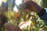 Petani memeriksa buah jagung yang rusak diserang hama tikus di sawah miliknya di Desa Tugu, Tulungagung, Jawa Timur, Rabu (26/6/2019). Serangan hama tikus terjadi sejak sebulan terakhir dan menyebabkan ratusan petani di lereng Gunung Wilis daerah itu gagal panen akibat kerusakan yang mencapai 60-80 persen dari total tanaman jagung yang ada. Antara Jatim/Destyan Sujarwoko/zk