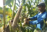 Petani memeriksa buah jagung yang rusak diserang hama tikus di sawah miliknya di Desa Tugu, Tulungagung, Jawa Timur, Rabu (26/6/2019). Serangan hama tikus terjadi sejak sebulan terakhir dan menyebabkan ratusan petani di lereng Gunung Wilis daerah itu gagal panen akibat kerusakan yang mencapai 60-80 persen dari total tanaman jagung yang ada. Antara Jatim/Destyan Sujarwoko/zk