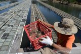 Petambak menempatkan bibit kepiting soka atau kepiting lunak (Scyla serrata) ke dalam crab basket seusai panen di lokasi budidaya keramba apung, Desa Cot Lamkeuweh, Kecamatan Meuraxa, Banda Aceh, Rabu (26/6/2019). Menurut petambak, harga kepiting soka saat ini naik dari Rp85.000 menjadi Rp105.000 perkilogram sehubungan dengan meningkatnya permintaan untuk pasar ekspor. (Antara Aceh/Ampelsa)