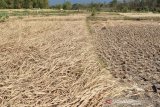 Petani membabat tanaman padinya yang rusak akibat kekeringan di Kabupaten Magetan, Jawa Timur, Jumat (28/6/2019). Akibat musim kemarau dan kesulitan mendapatkan air irigasi banyak petani di wilayah tersebut membabat tanaman padinya yang rusak dengan produksi antara 10 hingga 20 persen dari produktivitas normal rata-rata antara enam hingga tujuh ton per hektare, dan banyak tanaman yang gagal panen. Antara Jatim/Siswowidodo/zk