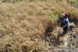 Petani membabat tanaman padinya yang rusak akibat kekeringan di Kabupaten Magetan, Jawa Timur, Jumat (28/6/2019). Akibat musim kemarau dan kesulitan mendapatkan air irigasi banyak petani di wilayah tersebut membabat tanaman padinya yang rusak dengan produksi antara 10 hingga 20 persen dari produktivitas normal rata-rata antara enam hingga tujuh ton per hektare, dan banyak tanaman yang gagal panen. Antara Jatim/Siswowidodo/zk