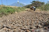 Petani membabat tanaman padinya yang rusak akibat kekeringan di Kabupaten Magetan, Jawa Timur, Jumat (28/6/2019). Akibat musim kemarau dan kesulitan mendapatkan air irigasi banyak petani di wilayah tersebut membabat tanaman padinya yang rusak dengan produksi antara 10 hingga 20 persen dari produktivitas normal rata-rata antara enam hingga tujuh ton per hektare, dan banyak tanaman yang gagal panen. Antara Jatim/Siswowidodo/zk