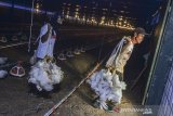 Pekerja memanen ayam broiler dengan sistem kandang tertutup atau close house di Peternakan Naratas Poultry Shop, Kampung Alinayin, Kabupaten Ciamis, Jawa Barat, Jumat (28/6/2019). Akibat over supplay produksi Day Old Chicken (DOC), pelaku usaha peternak ayam boiler sistem close house merugi mencapai Rp900 juta per kandang dengan total 42.000 ekor ayam, sedangkan harga jual ditingkat peternak mencapai Rp 8.000 per kilogram. ANTARA JABAR/Adeng Bustomi/agr