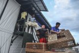 Pekerja memanen ayam broiler dengan sistem kandang tertutup atau close house di Peternakan Naratas Poultry Shop, Kampung Alinayin, Kabupaten Ciamis, Jawa Barat, Jumat (28/6/2019). Akibat over supplay produksi Day Old Chicken (DOC), pelaku usaha peternak ayam boiler sistem close house merugi mencapai Rp900 juta per kandang dengan total 42.000 ekor ayam, sedangkan harga jual ditingkat peternak mencapai Rp 8.000 per kilogram. ANTARA JABAR/Adeng Bustomi/agr