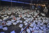 Pekerja memanen ayam broiler dengan sistem kandang tertutup atau close house di Peternakan Naratas Poultry Shop, Kampung Alinayin, Kabupaten Ciamis, Jawa Barat, Jumat (28/6/2019). Akibat over supplay produksi Day Old Chicken (DOC), pelaku usaha peternak ayam boiler sistem close house merugi mencapai Rp900 juta per kandang dengan total 42.000 ekor ayam, sedangkan harga jual ditingkat peternak mencapai Rp 8.000 per kilogram. ANTARA JABAR/Adeng Bustomi/agr