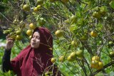 Warga memetik buah jeruk di sentra tanaman jeruk Desa Penaguan,  Pamekasan, Jawa Timur, Jumat (28/6/2019). Pada musim panen tahun ini sebagian petani di daerah itu membuka kebun jeruknya sebagai lahan wisata petik buah dengan harga Rp10.000 - Rp12.000 per kg. Antara Jatim/Saiful Bahri/zk.