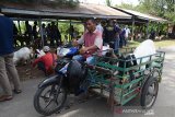 Sejumlah pedagang memasarkan ternak kambing dan domba di pasar hewan tradisional Desa Cot Irie, Kecamatan Krueng Baruna Jaya, kabupaten Aceh Besar, Sabtu (29/6/2019). Menteri Koordinator Perekonomian, Darmin Nasution menyatakan tahun 2019 pemerintah menargetkan penyaluran Kredit Usaha Rakyat (KUR) sebesar 25,3 triliun untuk 1,1 juta petani dan peternak, masing-masing sebesar 19,7 triliun disalurkan untuk 905 ribu petani dan sebesar 5,6 triliun untuk 240 ribu peternak. (Antara Aceh/Ampelsa)
